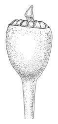 Blindia robusta, capsule. Drawn from B.H. Macmillan 00/18, CHR 542759.
 Image: R.C. Wagstaff © Landcare Research 2015 